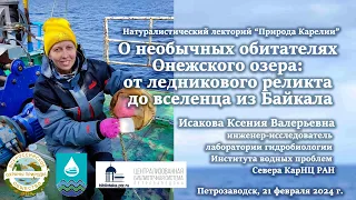 «О необычных обитателях Онежского озера: от ледникового реликта до вселенца из Байкала»