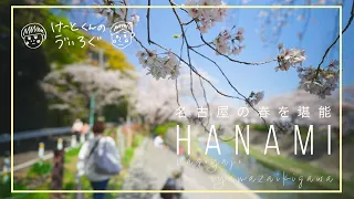 【名古屋】夫婦でのんびりお花見【Vlog】
