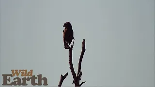 WildEarth - Sunset - 19 April 2021