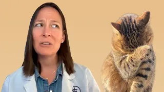 The 10 Most Common Cat Owner Mistakes (Explained by a Vet)