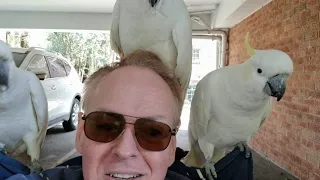 Crazy cockatoo chaos!