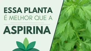 Essa PLANTA é melhor que Aspirina