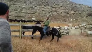 Обучение карачаевской  лошади. Карачаевцы и Балкарцы  обучают лошадь.