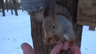 Молодые дикие белки / Young wild squirrels