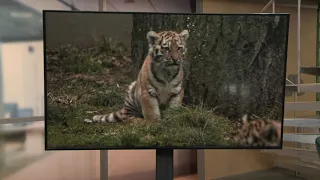 Cleveland Metroparks Zoo announces names of tiger cubs