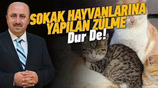 Sokak Hayvanları Hakkında Duygusal Konuşma  | Ömer Döngeloğlu