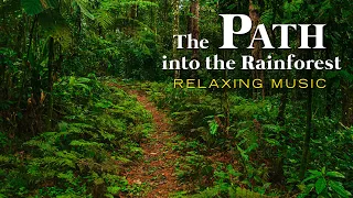 A relaxing soundtrack to feel like hiking a rainforest. Stress relief. Meditation. Uplifting sound