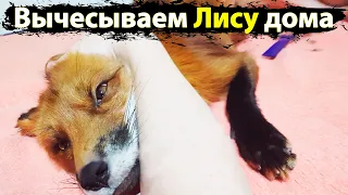 Вычесываем Лису дома. Весенняя линька / MIKI THE FOX