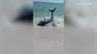 Video: Stranded Florida shark rescued by beachgoers