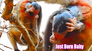 Amazing A Moment Mom Giving Birth Baby | Adorable Wildlife Trips