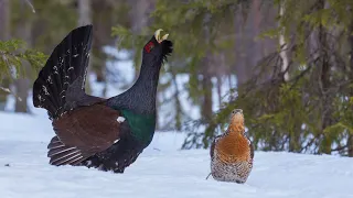 Meet our TAIGA forest species || GOLDEN EAGLE, BLACK GROUSE and CAPERCAILLIE || Kuusamo, FINLAND