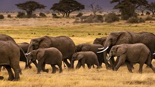Elephants Going Home: Lessons learned, why the fascination