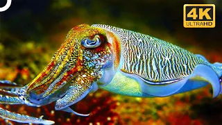 Cuttlefish: Master Shapeshifter Of The Oceans | 4K Animal Documentary