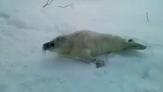 Потерявшийся тюленёнок