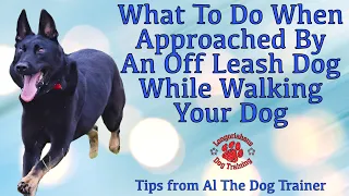 What To Do When Approached By An Off Leash Dog While Walking Your Dog - Tips From Al The Dog Trainer