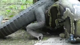 Python eats Alligator 01, Time Lapse Speed x12.mp4