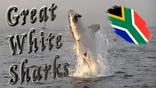 🦈 Great White Sharks in False Bay