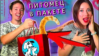 НОВЫЙ ПИТОМЕЦ на День Влюбленных 14 ФЕВРАЛЯ подарок виртуальный питомец тамагочи | Elli Di Pets