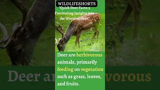 "Quick Deer Facts: 5 Fascinating Insights into the World of Deer"