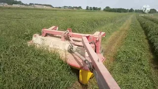 Люцерна Джея на поливе, первый год, второй укос.