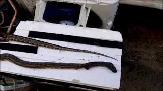 Snake found in Window AC Air Conditioning Unit 5 feet off the ground