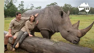 Up close with DJ the Rhino | Australia Zoo Life