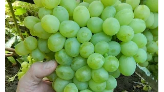 Виноград  Патрик (Grapes Patrick) 2015