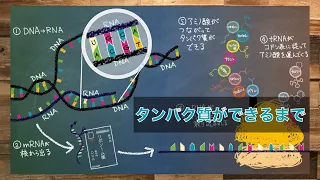 セントラルドグマの仕組み -DNAの情報ってどんな流れでタンパク質になっていくの？