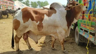 Multan Cow Mandi VIP Heavy Bulls Latest Price Update 10 April | SS Tv |