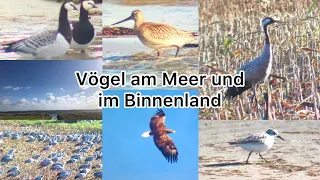 Vögel am Meer und im Binnenland (Kraniche, Seeadler, Limikolen, Gänse …) #vogel