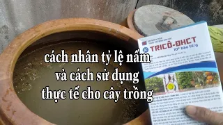 Cách nhân số lượng nấm trichoderma, cách làm thực tế