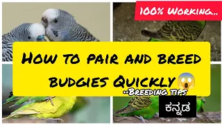 How to breed and pair budgies quickly within 7days🤫😱 in kannada/ Nature Relaxing Zone