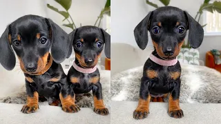 Smallest dachshund female of them all.