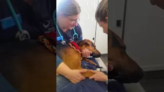 Restraining patient and assisting with induction