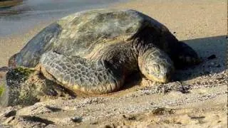 Slumbering Honu - Maui green sea turtle