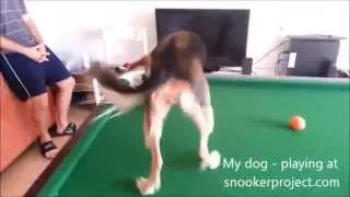 Cute dog playing billiard