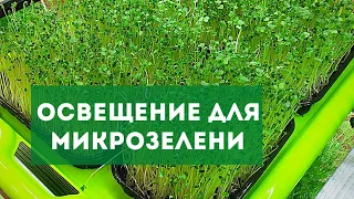 Какое освещение для микрозелени я использую