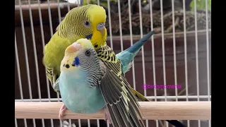 Budgies mating (Turquoise and Jade the budgie 3)