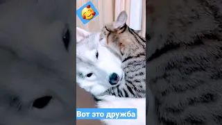 Вот это настоящая дружба между животными #shorts #animals #cats #dogs