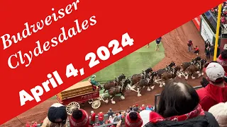 Budweiser Clydesdales - Saint Louis Cardinals Home Opener (04/04/2024)