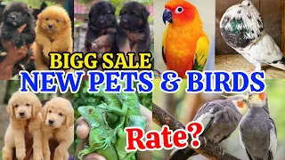 😍Iguana🤗Cat💞Dogs🥰Pigeon😍Exotic Birds🤩Puppys💙Pets farm kerala📌Pravu valarthal☺️Pets Bigg Sale❣️