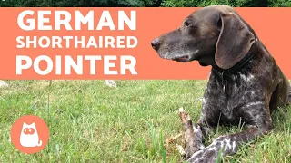 GERMAN SHORTHAIRED POINTER - Characteristics and Training