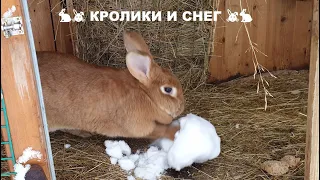 ПРИВЕТ ВСЕМ 😉 ЗИМА И КРОЛИКИ🐇 🐰🐇🐰