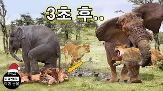 코끼리는 아기 코끼리의 죽음을 복수하기 위해 미친 듯이 사자를 공격 - 동물의 세계