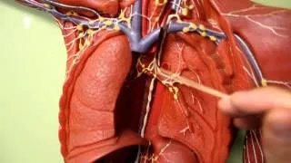 LYMPHATIC SYSTEM ANATOMY: Body plaque model