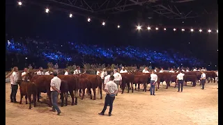 Europe's n°1 Livestock show - GB