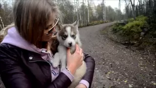 Еду Выбирать Щеночка Хаски HUSKY PUPPY