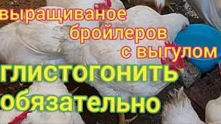 Глисты у бройлеров и  кур. Профилактика и лечение. Желтый понос у бройлеров - один из признаков.