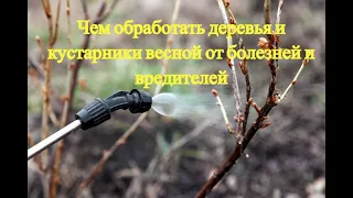 Чем обработать деревья и кустарники весной от болезней и вредителей.Первая обработка.