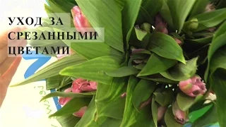 УХОД ЗА СРЕЗАННЫМИ ЦВЕТАМИ( часть 1)